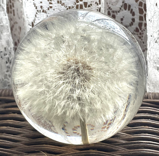 Real Dandelion Resin Paperweight from Haford Grange Great Britain