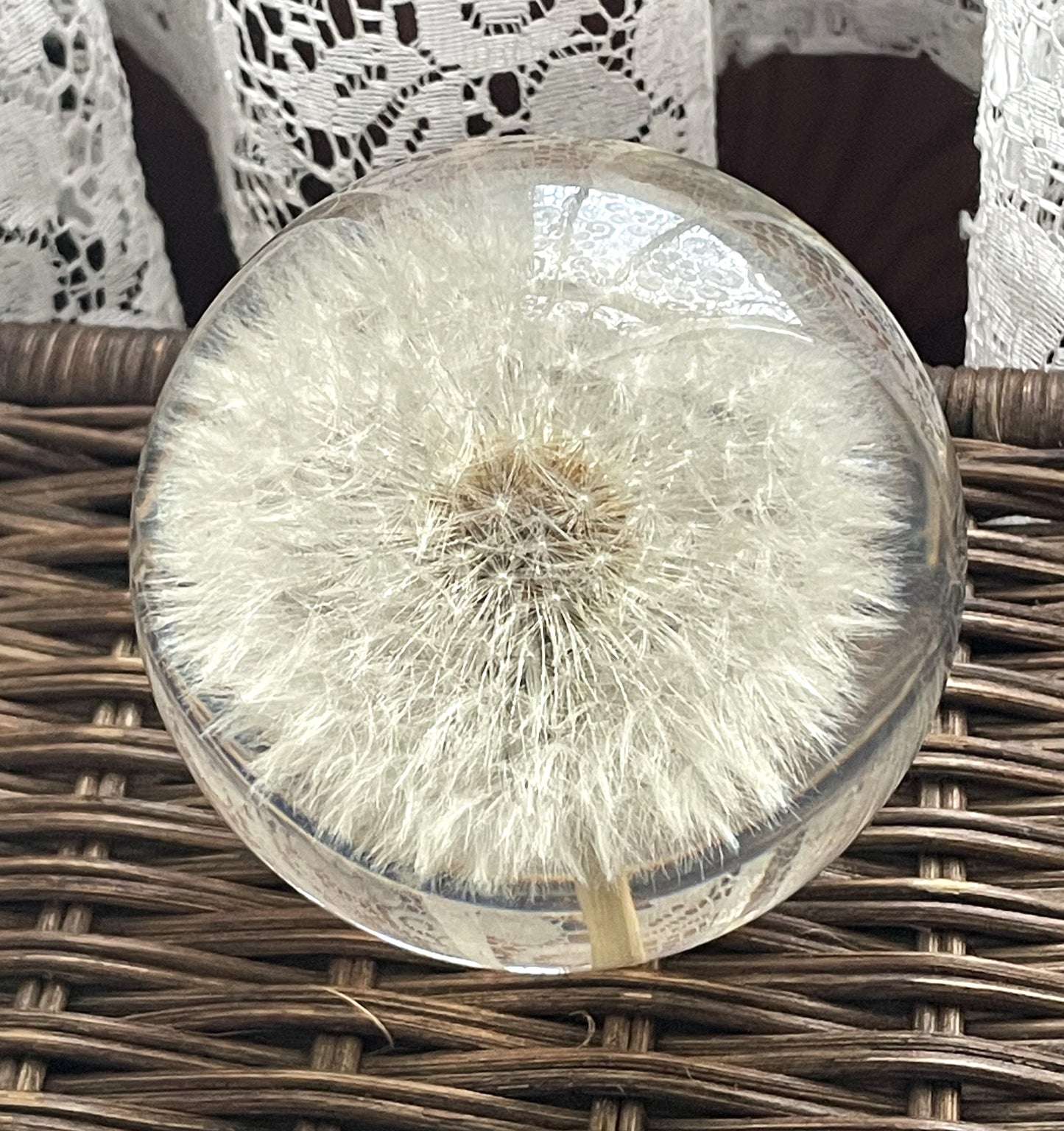 Real Dandelion Resin Paperweight from Haford Grange Great Britain