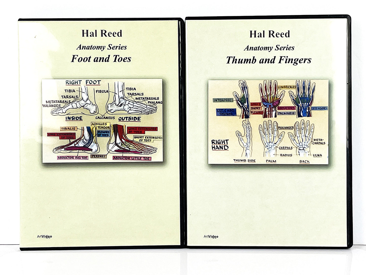 Hal Reed 3-Set Anatomy Art Instruction DVDs Hands and Feet