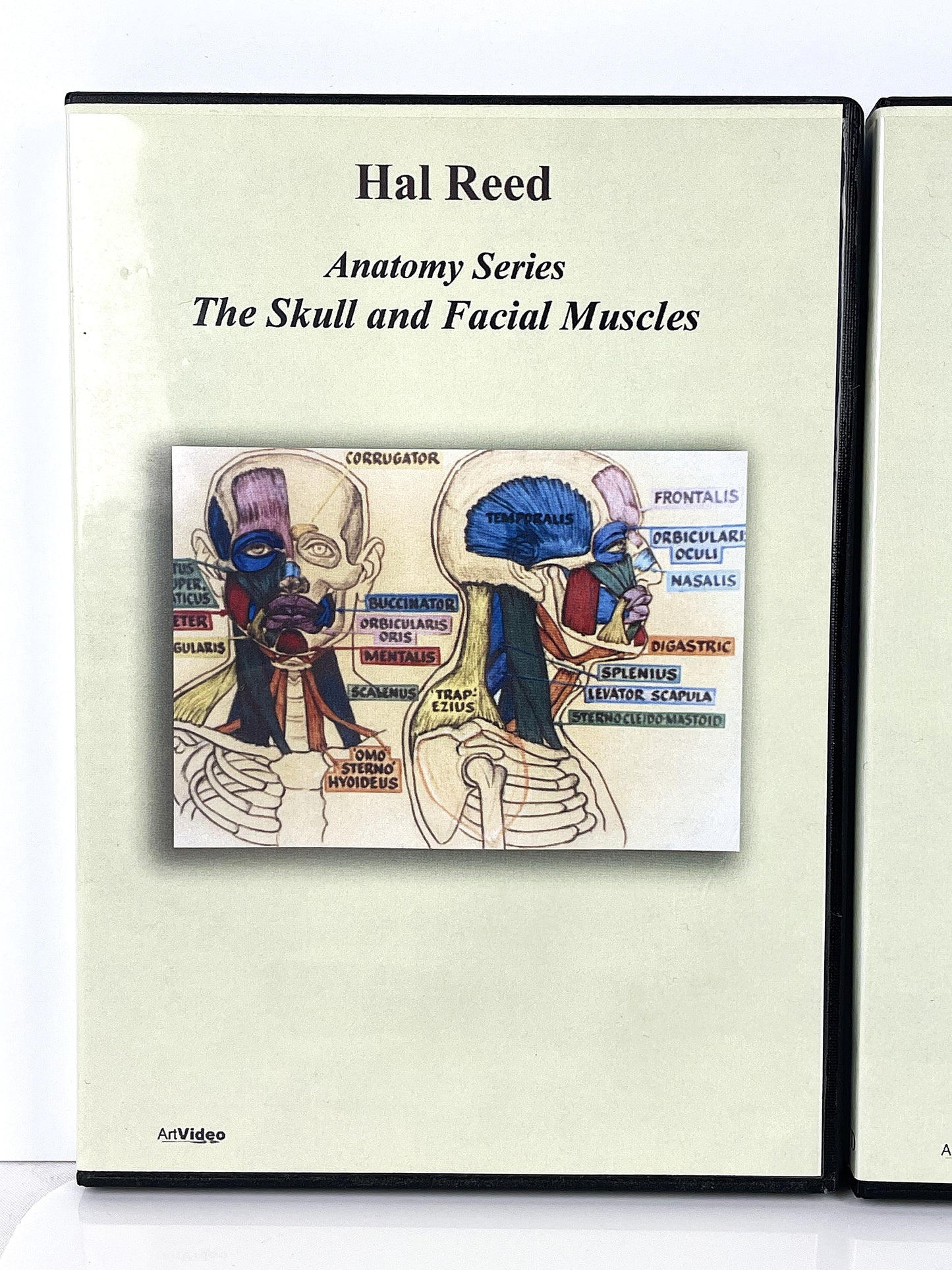 Hal Reed 4-Set Anatomy Art Instruction DVDs Head Face Neck